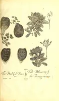 Picture 5 of 14 from A true & exact history of the island of Barbadoes : illustrated with a map of the island, as also the principal trees and plants there, set forth in their due proportions and shapes, drawn out by their several and respective scales : together with the ingenio that makes the sugar, with the plots of the several houses, rooms, and other places, that are used in the whole process of sugar-making ... all cut in copper (1673), leaf 82