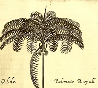 Picture 8 of 14 from A true & exact history of the island of Barbadoes : illustrated with a map of the island, as also the principal trees and plants there, set forth in their due proportions and shapes, drawn out by their several and respective scales : together with the ingenio that makes the sugar, with the plots of the several houses, rooms, and other places, that are used in the whole process of sugar-making ... all cut in copper (1673), leaf 94