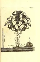 An illustration from A true & exact history of the island of Barbadoes : illustrated with a map of the island, as also the principal trees and plants there, set forth in their due proportions and shapes, drawn out by their several and respective scales : together with the ingenio that makes the sugar, with the plots of the several houses, rooms, and other places, that are used in the whole process of sugar-making ... all cut in copper (1673)