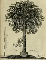 An illustration from A true & exact history of the island of Barbados : illustrated with a mapp of the island, as also the principall trees and plants there, set forth in their due proportions and shapes, drawne out by their severall and respective scales : together with the ingenio that makes the sugar, with the plots of the severall houses, roomes, and other places, that are used in the whole processe of sugar-making ... : all cut in copper (1657)