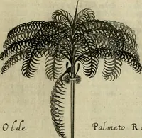 Picture 13 of 21 from A true & exact history of the island of Barbados : illustrated with a mapp of the island, as also the principall trees and plants there, set forth in their due proportions and shapes, drawne out by their severall and respective scales : together with the ingenio that makes the sugar, with the plots of the severall houses, roomes, and other places, that are used in the whole processe of sugar-making ... : all cut in copper (1657), leaf 104