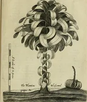 An illustration from A true & exact history of the island of Barbados : illustrated with a mapp of the island, as also the principall trees and plants there, set forth in their due proportions and shapes, drawne out by their severall and respective scales : together with the ingenio that makes the sugar, with the plots of the severall houses, roomes, and other places, that are used in the whole processe of sugar-making ... : all cut in copper (1657)