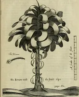 Picture 15 of 21 from A true & exact history of the island of Barbados : illustrated with a mapp of the island, as also the principall trees and plants there, set forth in their due proportions and shapes, drawne out by their severall and respective scales : together with the ingenio that makes the sugar, with the plots of the severall houses, roomes, and other places, that are used in the whole processe of sugar-making ... : all cut in copper (1657), leaf 112