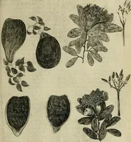 An illustration from A true & exact history of the island of Barbados : illustrated with a mapp of the island, as also the principall trees and plants there, set forth in their due proportions and shapes, drawne out by their severall and respective scales : together with the ingenio that makes the sugar, with the plots of the severall houses, roomes, and other places, that are used in the whole processe of sugar-making ... : all cut in copper (1657)
