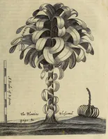 An illustration from A true & exact history of the island of Barbados. : Illustrated with a mapp of the island, as also the principall trees and plants there, set forth in their due proportions and shapes, drawne out by their severall and respective scales. Together with the ingenio that makes the sugar, with the plots of the severall houses, roomes, and other places, that are used in the whole processe of sugar-making; viz. the grinding-room, the boyling-room, the filling-room, the curing-house, still-house, and furnaces; all cut in copper. (1657)