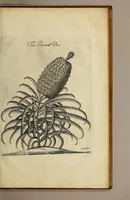 An illustration from A true & exact history of the island of Barbados. : Illustrated with a mapp of the island, as also the principall trees and plants there, set forth in their due proportions and shapes, drawne out by their severall and respective scales. Together with the ingenio that makes the sugar, with the plots of the severall houses, roomes, and other places, that are used in the whole processe of sugar-making; viz. the grinding-room, the boyling-room, the filling-room, the curing-house, still-house, and furnaces; all cut in copper. (1657)