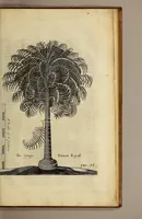 An illustration from A true & exact history of the island of Barbados. : Illustrated with a mapp of the island, as also the principall trees and plants there, set forth in their due proportions and shapes, drawne out by their severall and respective scales. Together with the ingenio that makes the sugar, with the plots of the severall houses, roomes, and other places, that are used in the whole processe of sugar-making; viz. the grinding-room, the boyling-room, the filling-room, the curing-house, still-house, and furnaces; all cut in copper. (1657)