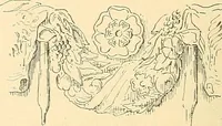 An illustration from Étude des ornements : première partie : dauphins-écailles-bucrânes-grecques-guirlandes-flots grecs (1896)