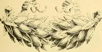 An illustration from Étude des ornements : première partie : dauphins-écailles-bucrânes-grecques-guirlandes-flots grecs (1896)