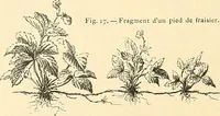 Picture 190 of 287 from Étude des ornements : première partie : dauphins-écailles-bucrânes-grecques-guirlandes-flots grecs (1896), leaf 161