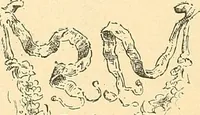 An illustration from Étude des ornements : première partie : dauphins-écailles-bucrânes-grecques-guirlandes-flots grecs (1896)