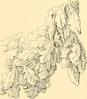 An illustration from Étude des ornements : première partie : dauphins-écailles-bucrânes-grecques-guirlandes-flots grecs (1896)