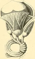 An illustration from Étude des ornements : première partie : dauphins-écailles-bucrânes-grecques-guirlandes-flots grecs (1896)
