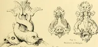 Picture 67 of 287 from Étude des ornements : première partie : dauphins-écailles-bucrânes-grecques-guirlandes-flots grecs (1896), leaf 52