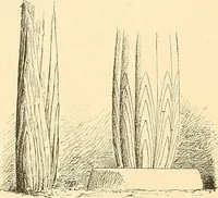 An illustration from Étude des ornements : première partie : dauphins-écailles-bucrânes-grecques-guirlandes-flots grecs (1896)