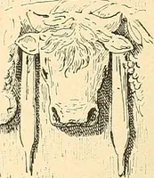 An illustration from Étude des ornements : première partie : dauphins-écailles-bucrânes-grecques-guirlandes-flots grecs (1896)