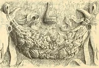 Picture 121 of 287 from Étude des ornements : première partie : dauphins-écailles-bucrânes-grecques-guirlandes-flots grecs (1896), leaf 99