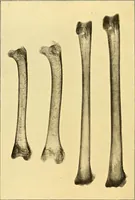Picture 9 of 93 from Études biologiques sur les géants (1904), leaf 109