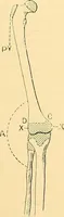 Picture 10 of 93 from Études biologiques sur les géants (1904), leaf 118