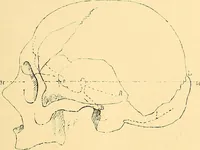 Picture 11 of 93 from Études biologiques sur les géants (1904), leaf 124