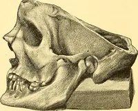 Picture 14 of 93 from Études biologiques sur les géants (1904), leaf 139