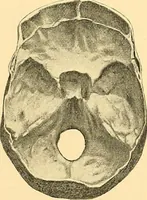Picture 15 of 93 from Études biologiques sur les géants (1904), leaf 140