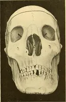 Picture 18 of 93 from Études biologiques sur les géants (1904), leaf 150