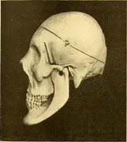 Picture 19 of 93 from Études biologiques sur les géants (1904), leaf 151