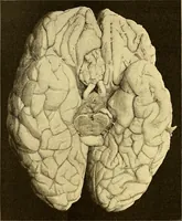 Picture 35 of 93 from Études biologiques sur les géants (1904), leaf 193