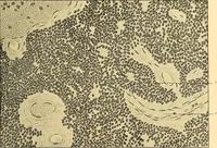 Picture 37 of 93 from Études biologiques sur les géants (1904), leaf 198