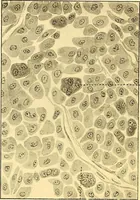 Picture 38 of 93 from Études biologiques sur les géants (1904), leaf 199