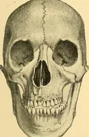 Picture 47 of 93 from Études biologiques sur les géants (1904), leaf 266