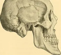 Picture 48 of 93 from Études biologiques sur les géants (1904), leaf 266