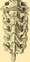Picture 50 of 93 from Études biologiques sur les géants (1904), leaf 267