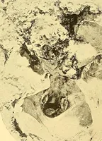 Picture 52 of 93 from Études biologiques sur les géants (1904), leaf 283