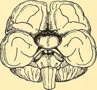 Picture 53 of 93 from Études biologiques sur les géants (1904), leaf 287