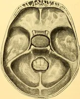 Picture 54 of 93 from Études biologiques sur les géants (1904), leaf 287