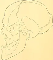 Picture 56 of 93 from Études biologiques sur les géants (1904), leaf 297