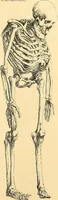 Picture 59 of 93 from Études biologiques sur les géants (1904), leaf 316