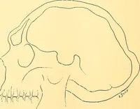 Picture 61 of 93 from Études biologiques sur les géants (1904), leaf 321