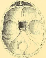 Picture 64 of 93 from Études biologiques sur les géants (1904), leaf 335