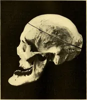 Picture 68 of 93 from Études biologiques sur les géants (1904), leaf 343