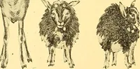 Picture 72 of 93 from Études biologiques sur les géants (1904), leaf 361