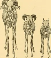 Picture 73 of 93 from Études biologiques sur les géants (1904), leaf 362