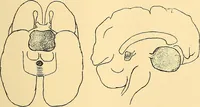 Picture 82 of 93 from Études biologiques sur les géants (1904), leaf 408