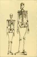 Picture 83 of 93 from Études biologiques sur les géants (1904), leaf 431