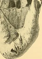 Picture 85 of 93 from Études biologiques sur les géants (1904), leaf 434