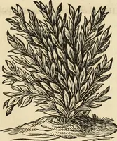 Picture 2 of 69 from Turris Babel, sive Archontologia qua Primo Priscorum post diluvium hominum vita, mores rerumque gestarum magnitudo, Secundo Turris fabrica civitatumque extructio, consusio linguarum, inde gentium transmigrationis... (1679), leaf 6