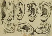 An illustration from Tutte le parti del corpo hvmano diuiso in piu pezzi (1608)
