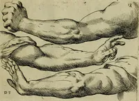 An illustration from Tutte le parti del corpo hvmano diuiso in piu pezzi (1608)